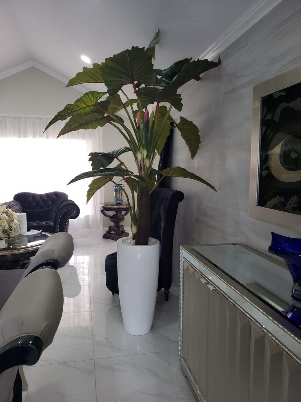 Rouge Prince Alocasia en Dax L Blanc Brillant Pot