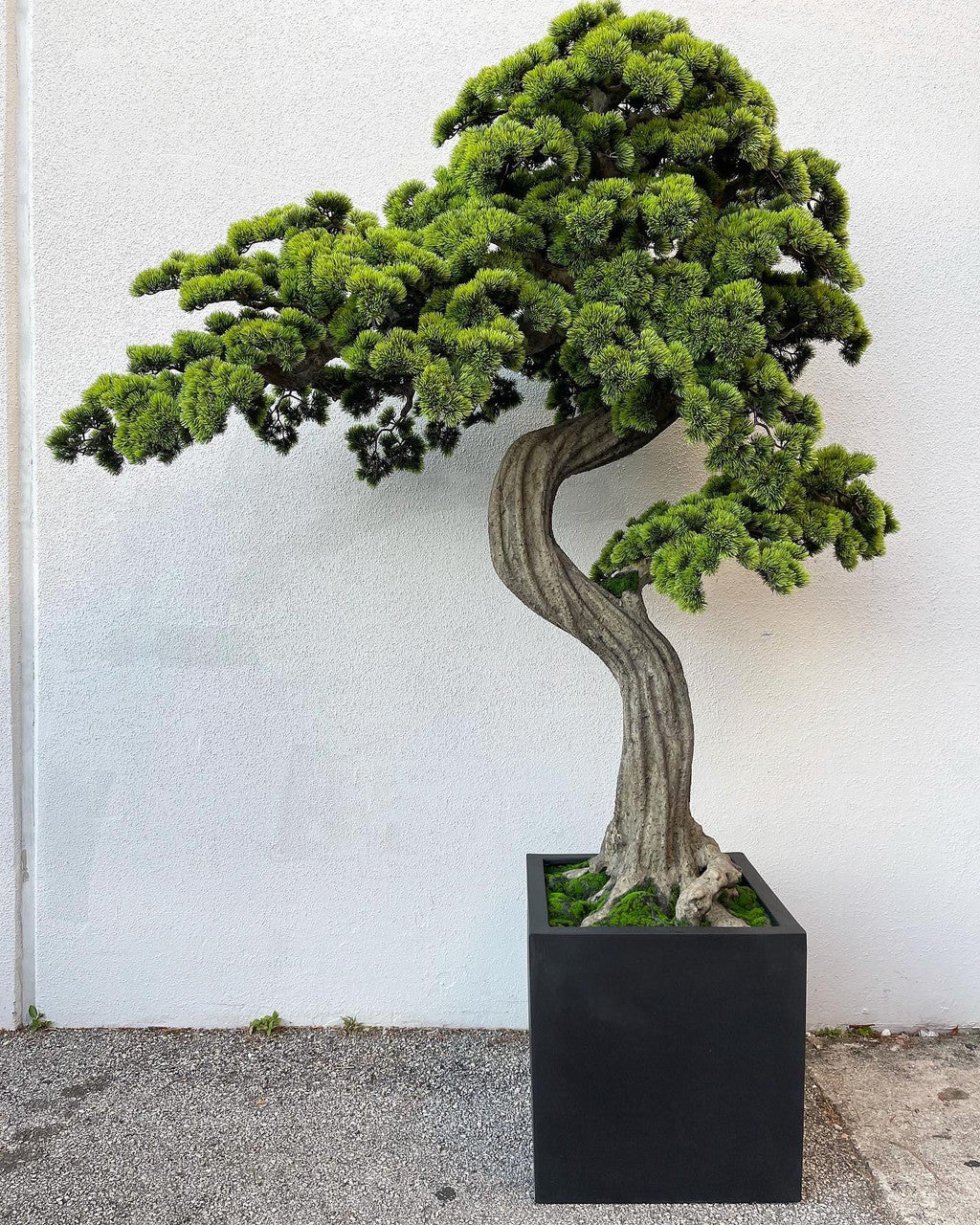 Xxl Bonsaï Arbre en Block M Pot