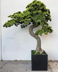 Xxl Bonsaï Arbre en Block M Pot