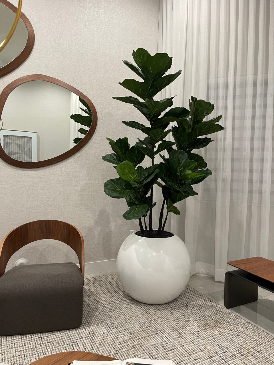 76 Cm Pot Globe avec Figuier Lyre Arbre