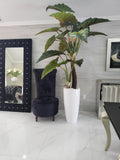 Rouge Prince Alocasia en Dax L Blanc Brillant Pot