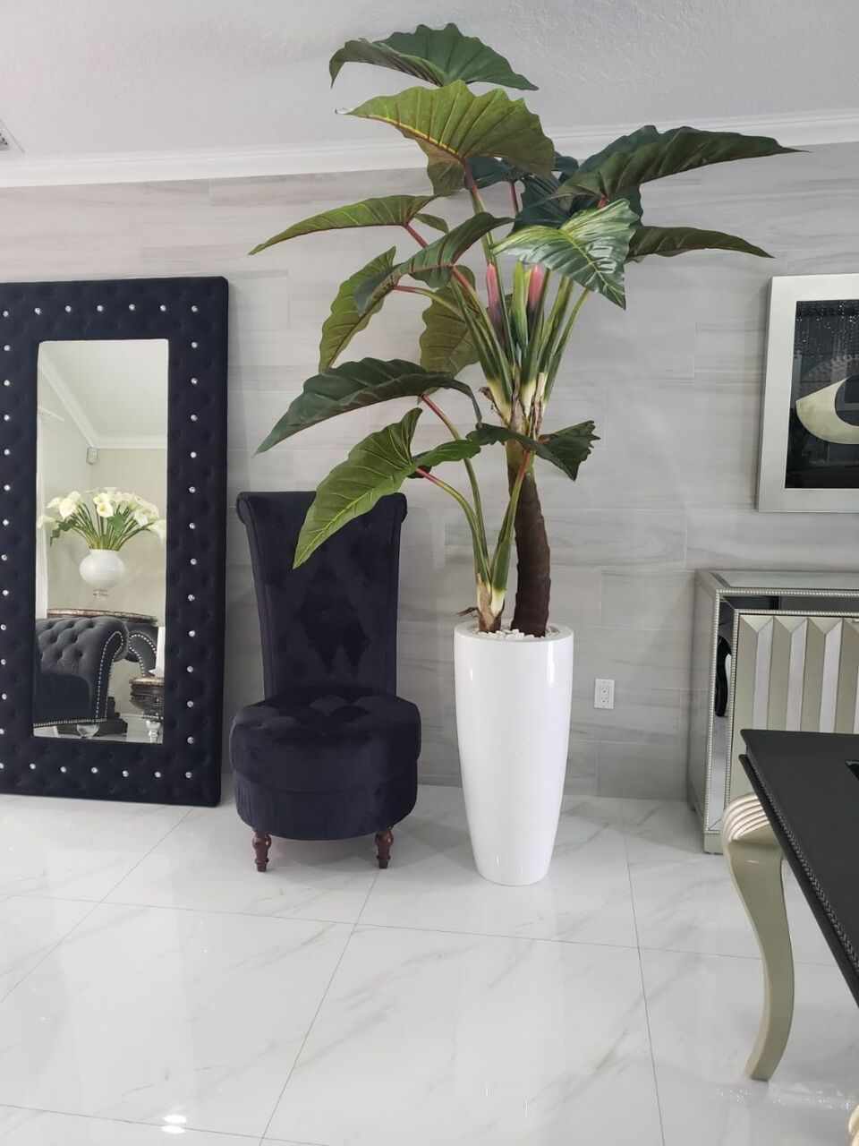 Rouge Prince Alocasia en Dax L Blanc Brillant Pot