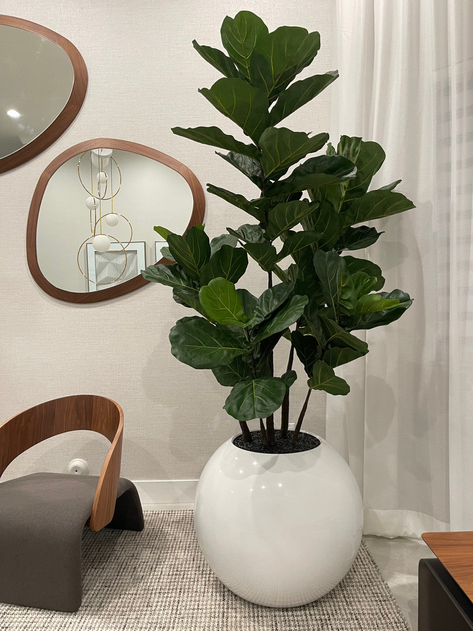 76 Cm Pot Globe avec Figuier Lyre Arbre