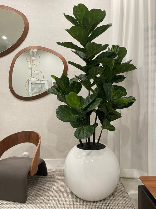 76 Cm Pot Globe avec Figuier Lyre Arbre