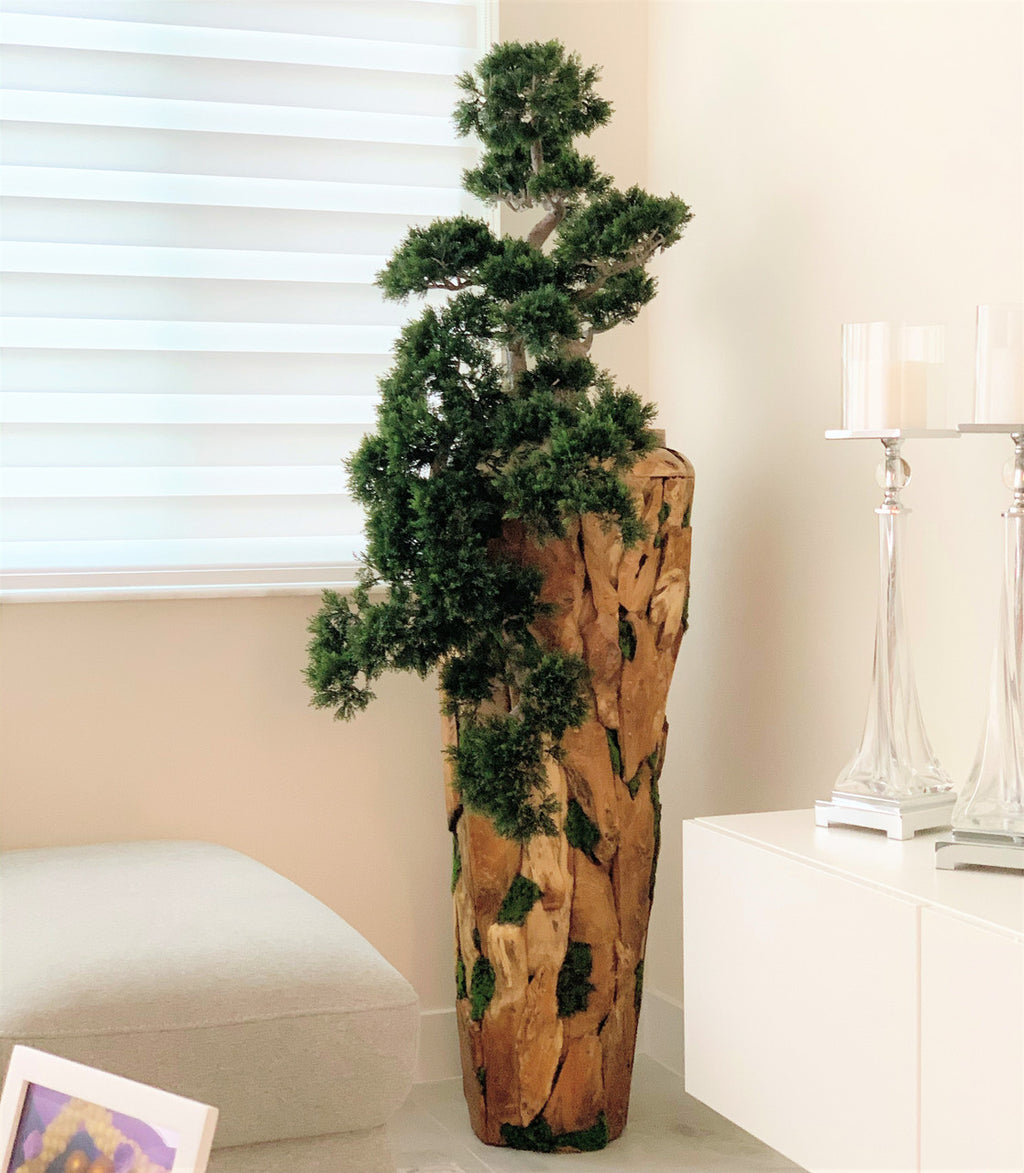 Grand Trailing Cedar Bonsaï sur One-de-A-Kind Teak Pot