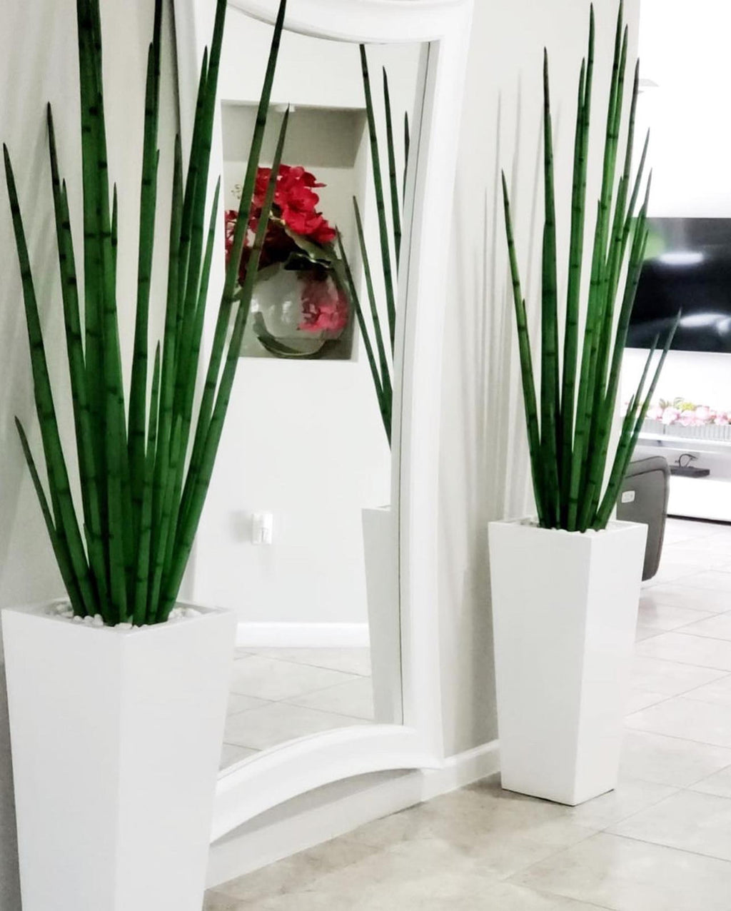 Sansevière (160 Cm) avec Beau M Pot en Blanc Brillant