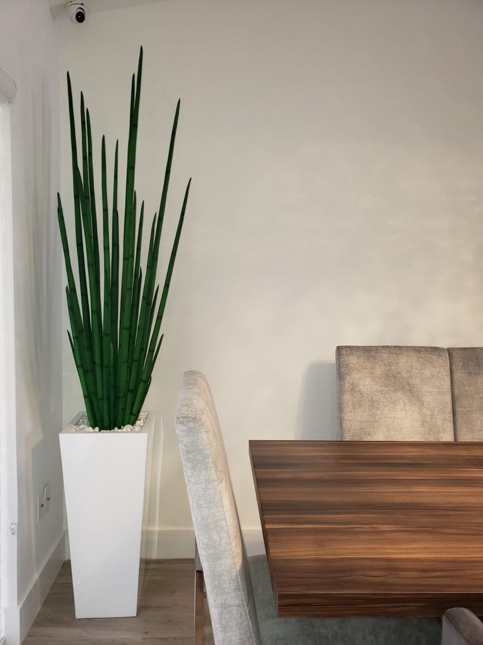 Sansevière (160 Cm) avec Beau M Pot en Blanc Brillant