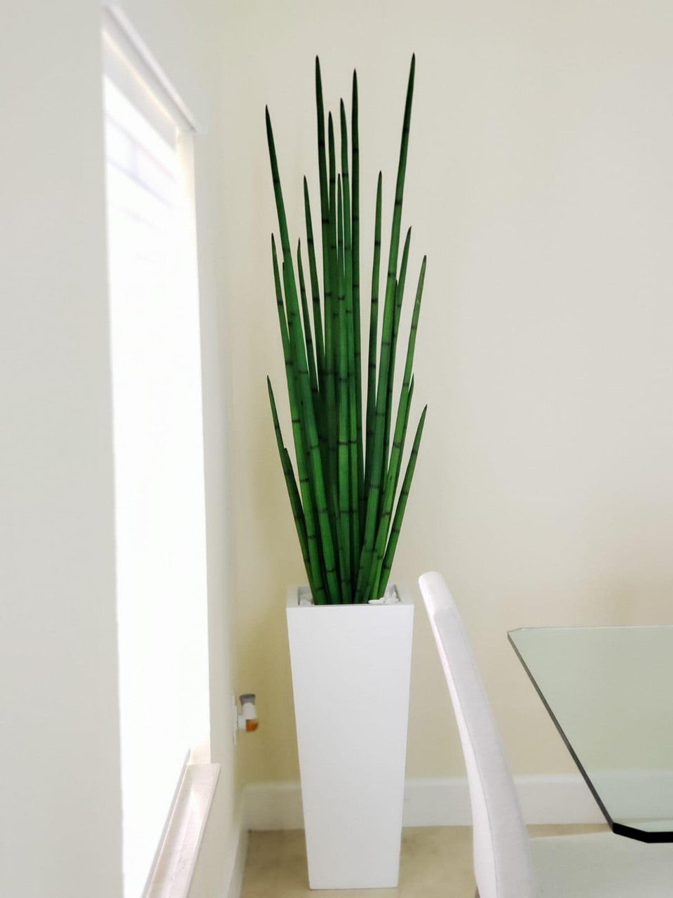Sansevière (160 Cm) avec Beau M Pot en Blanc Brillant