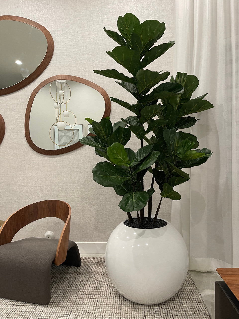 76 Cm Pot Globe avec Figuier Lyre Arbre