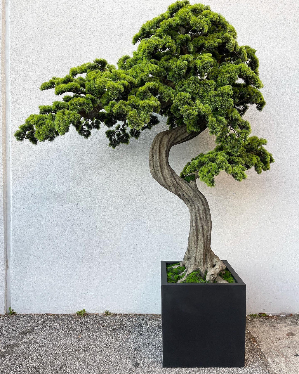 Xxl Bonsaï Arbre en Block M Pot