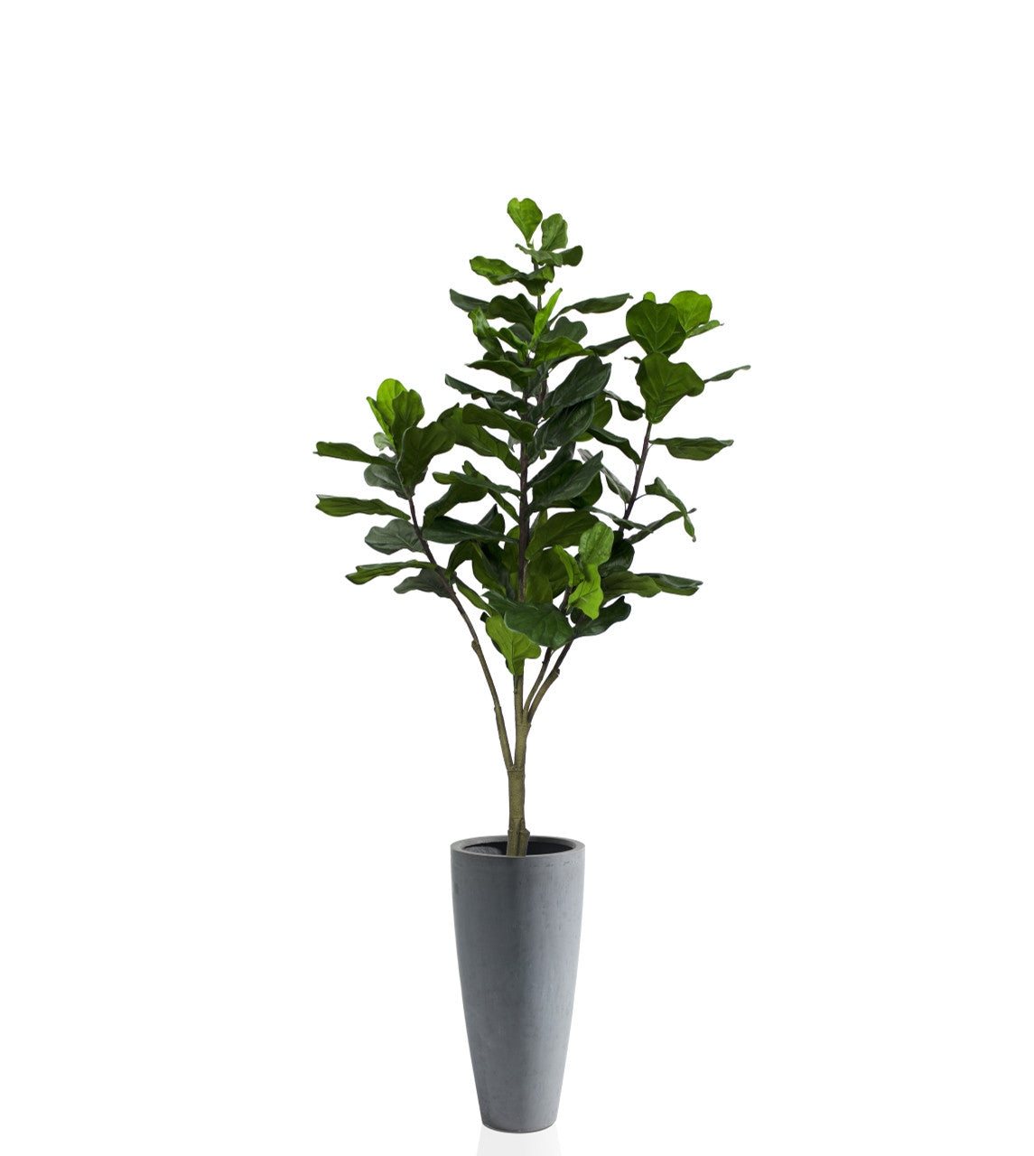 Figuier Lyre Arbre avec Ashton Fibre de Pierre Gris Pot
