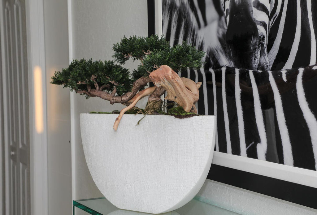 Trailing Cedar Bonsaï en Envelope Ceramic Vase