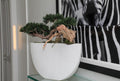 Trailing Cedar Bonsaï en Envelope Ceramic Vase