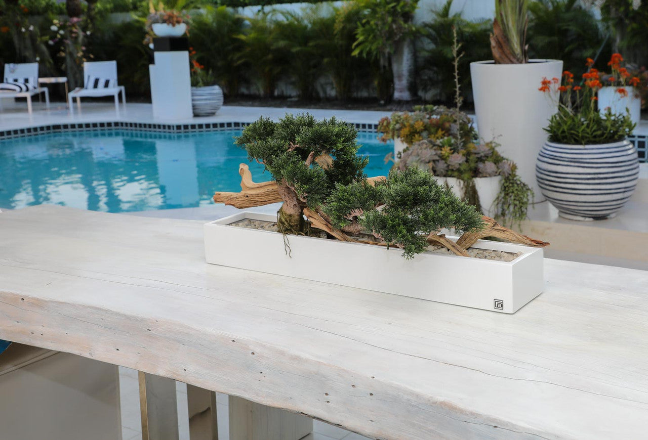 Trailing Cedar Bonsaï en Balcony Pot