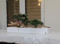 Trailing Cedar Bonsaï en Balcony Pot