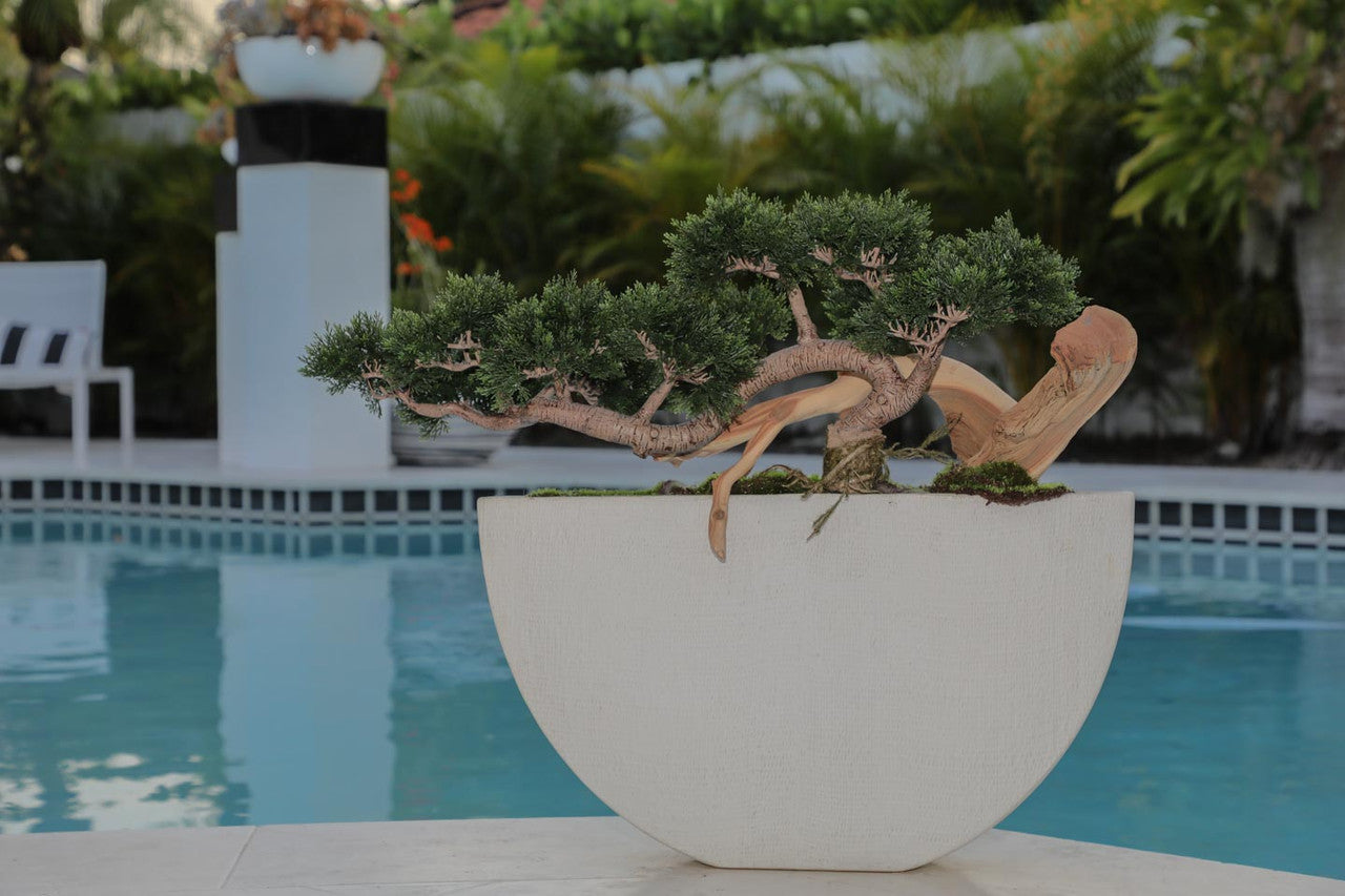 Trailing Cedar Bonsaï en Envelope Ceramic Vase