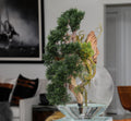 Trailing Cedar Bonsaï en Glass Vase Lune