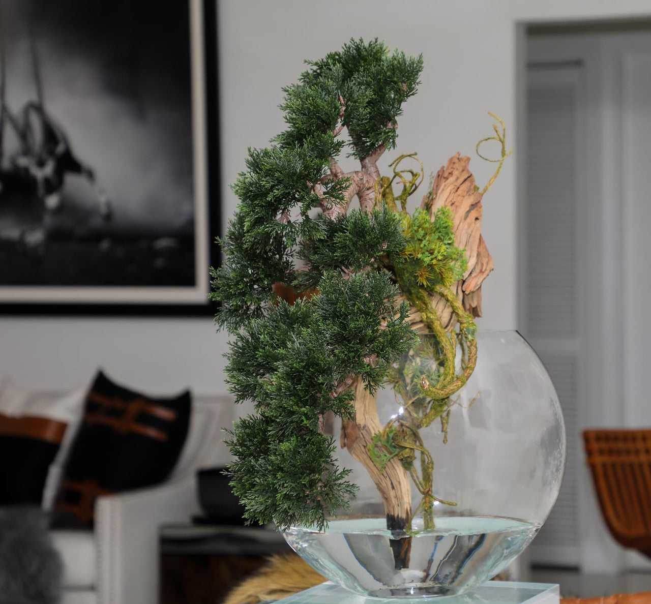 Trailing Cedar Bonsaï en Glass Vase Lune