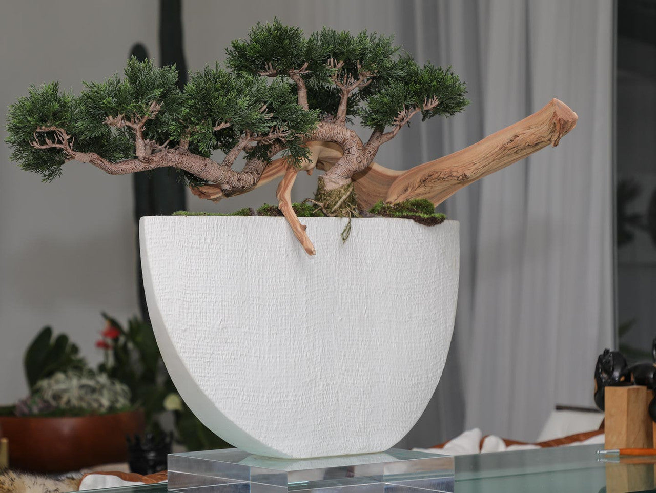 Trailing Cedar Bonsaï en Envelope Ceramic Vase
