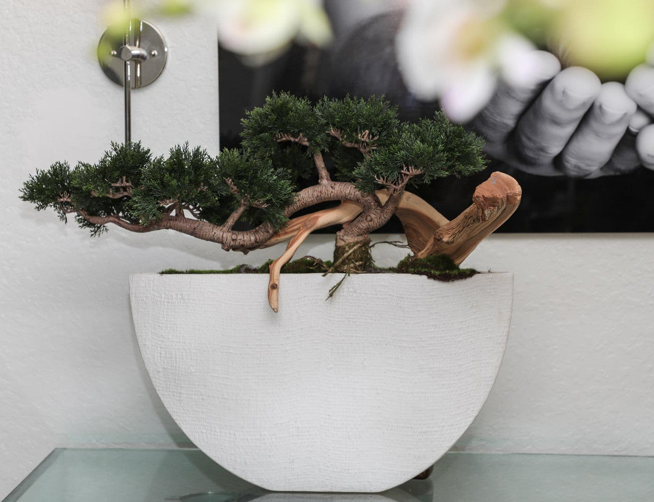 Trailing Cedar Bonsaï en Envelope Ceramic Vase