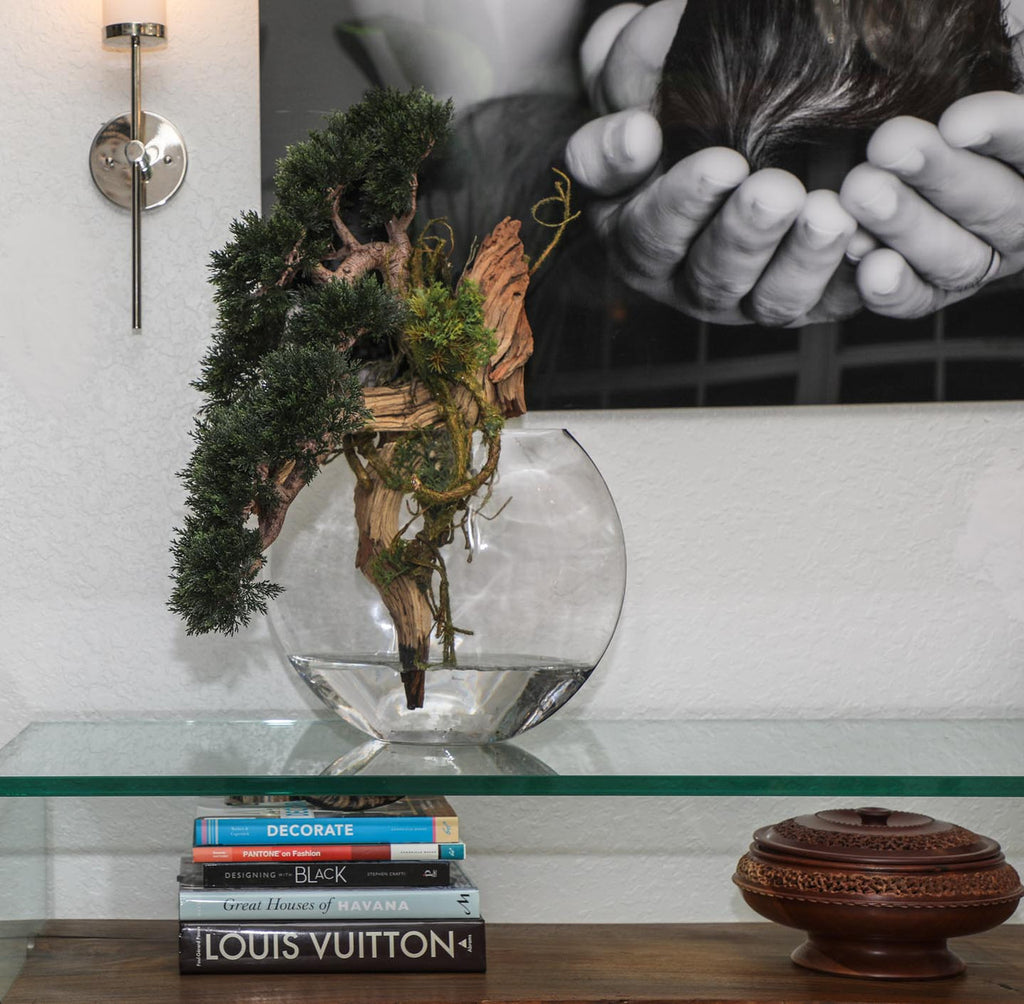 Trailing Cedar Bonsaï en Glass Vase Lune