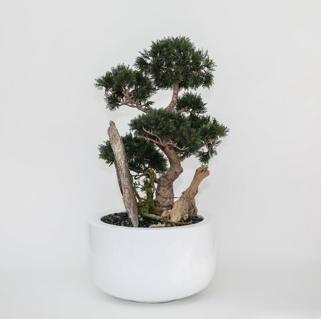Cedar Bonsaï sur Fibre de Verre Coupe