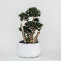 Cedar Bonsaï sur Fibre de Verre Coupe