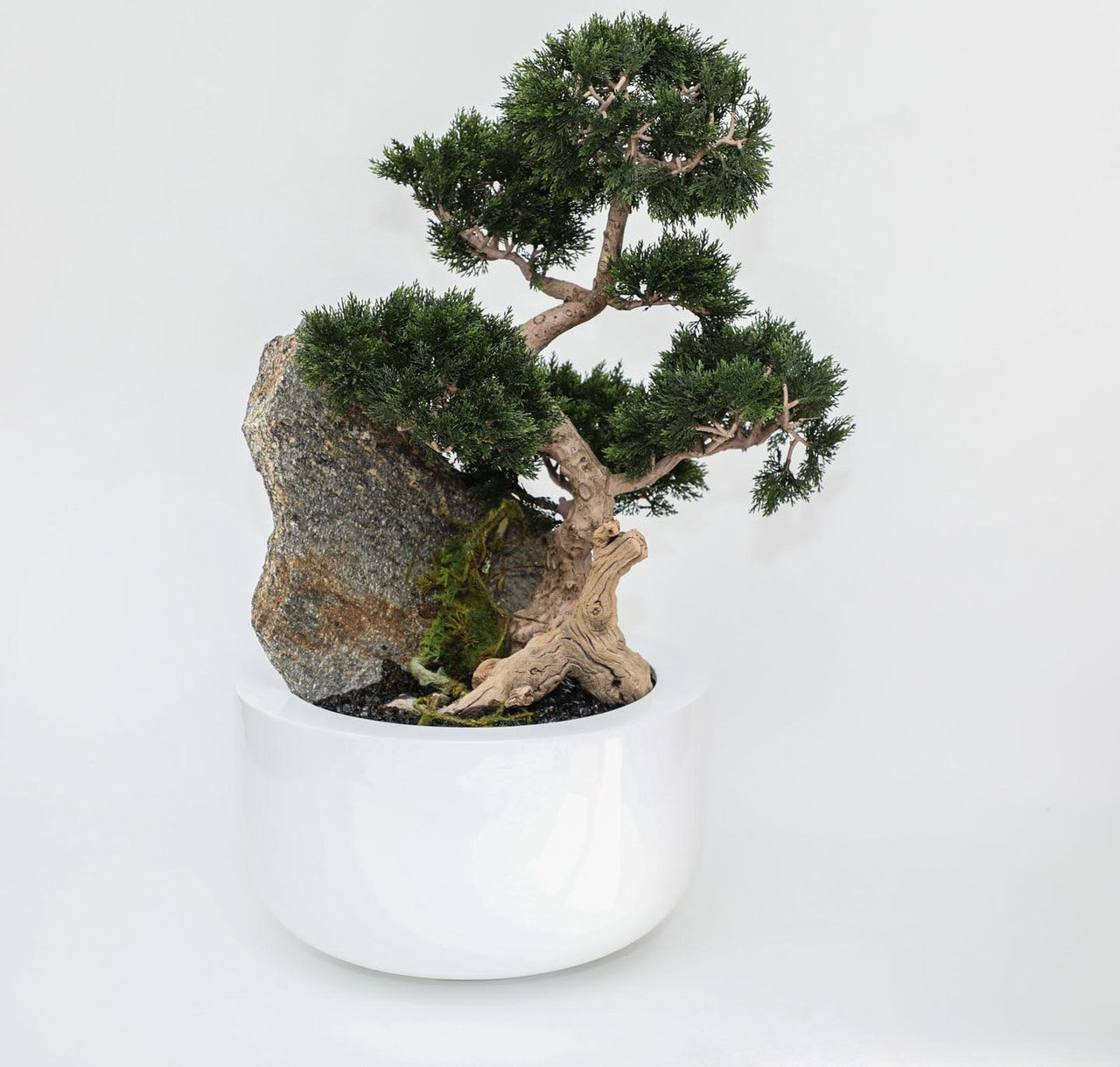 Cedar Bonsaï sur Fibre de Verre Coupe