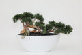 Trailing Cedar Bonsaï en Dorant Moyen Coupe