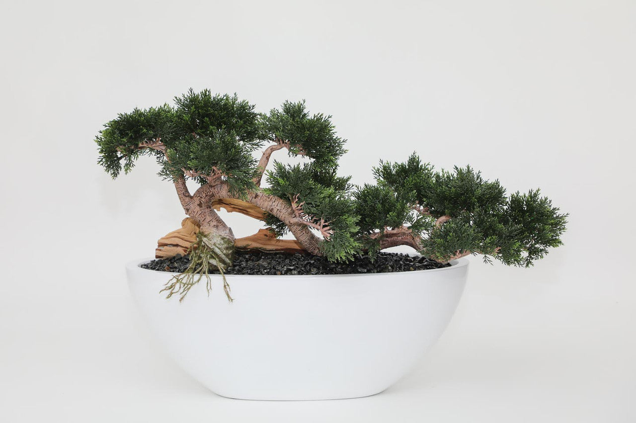 Trailing Cedar Bonsaï en Dorant Moyen Coupe