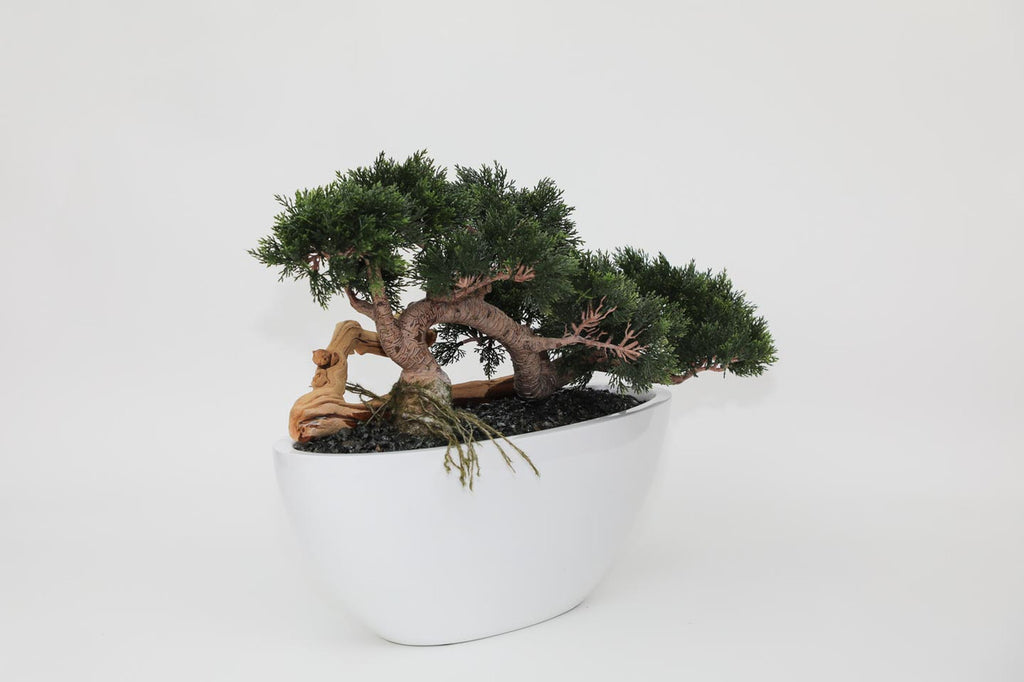 Trailing Cedar Bonsaï en Dorant Moyen Coupe