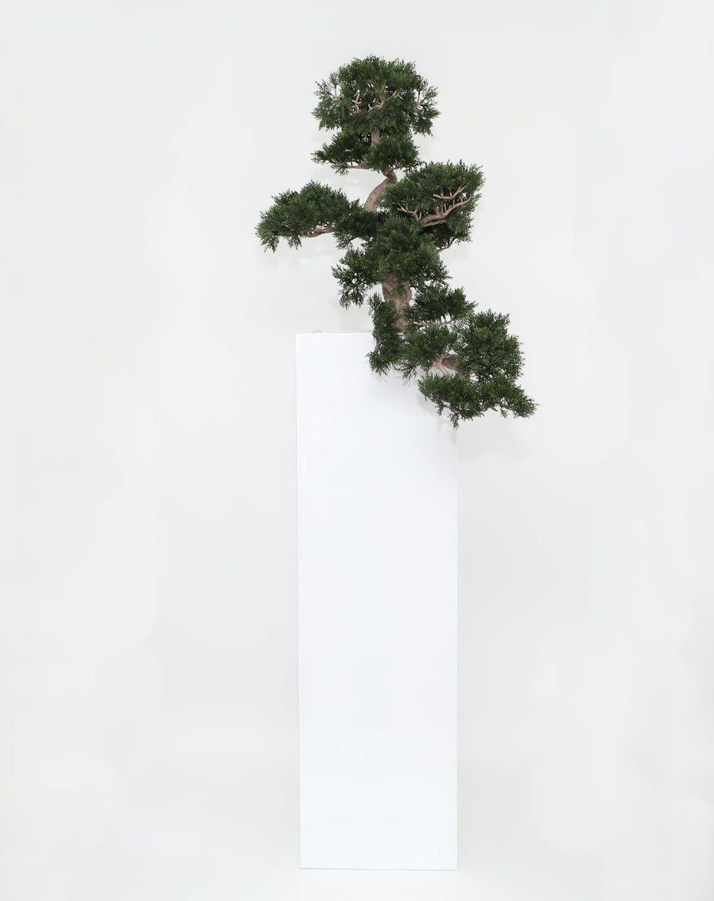Cedar Bonsaï en Yong Pot