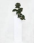 Cedar Bonsaï en Yong Pot