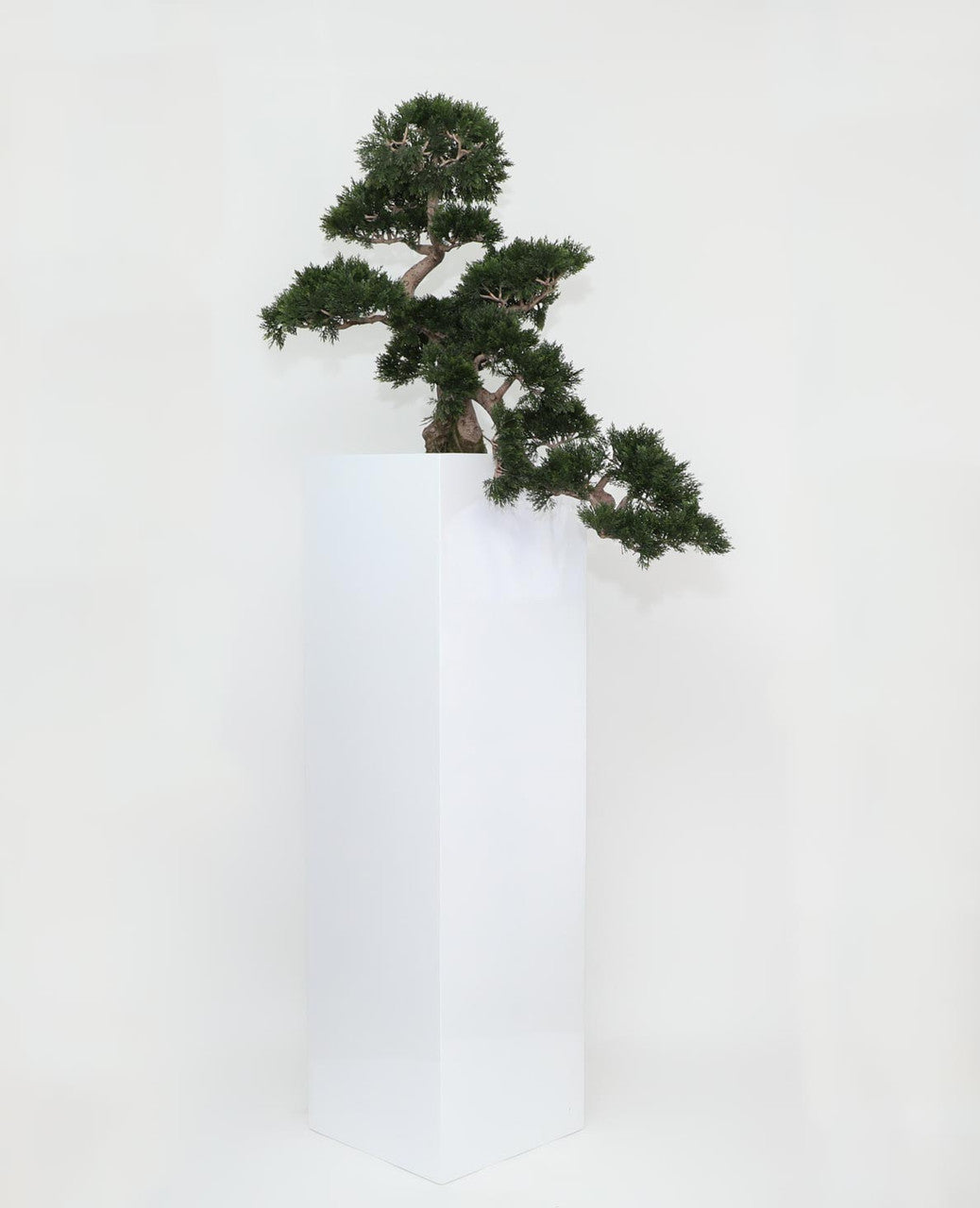 Cedar Bonsaï en Yong Pot