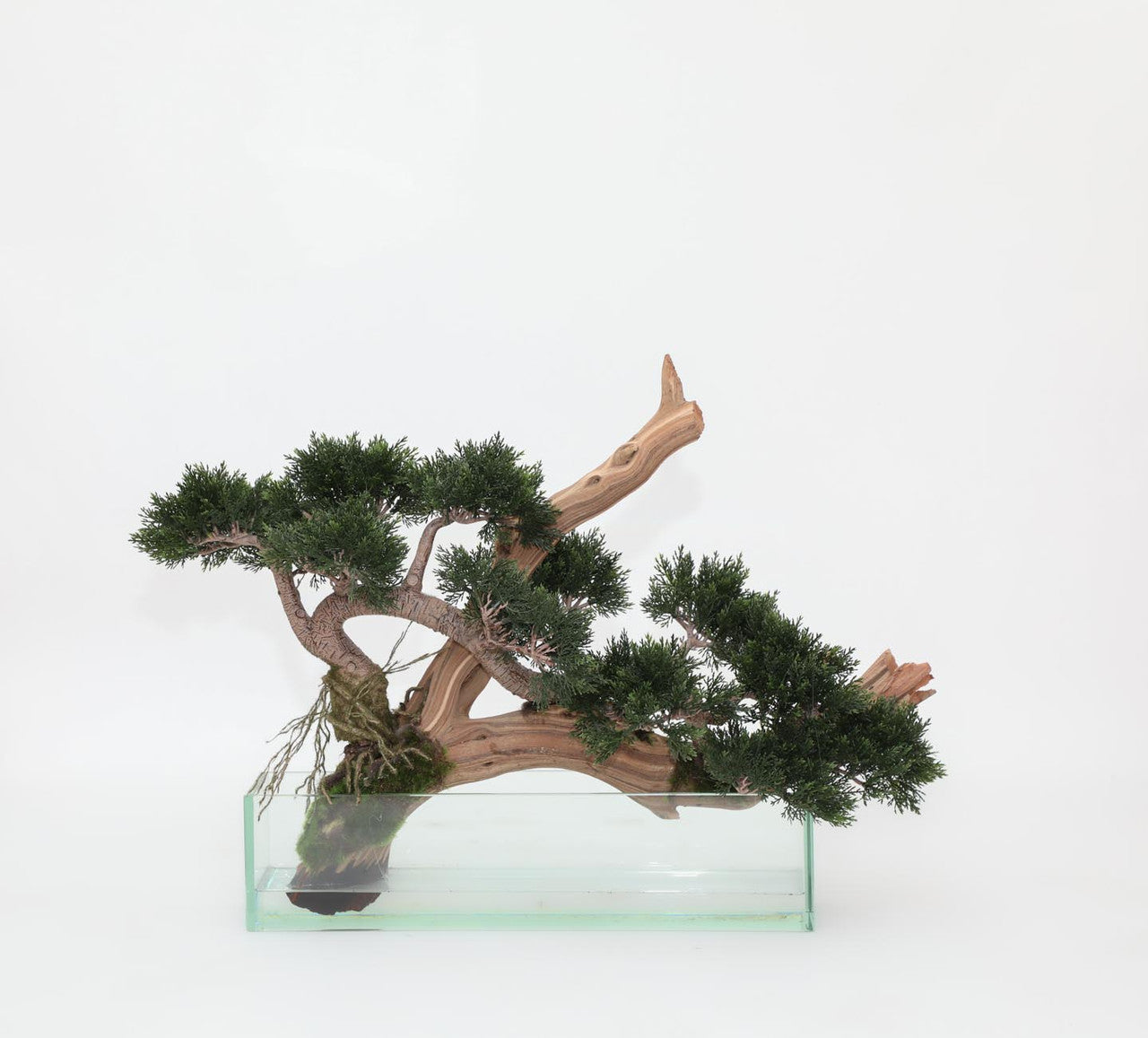 Trailing Cedar Bonsaï sur Pot Plateau en Verre