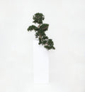 Cedar Bonsaï en Yang Fibre de Verre Pot