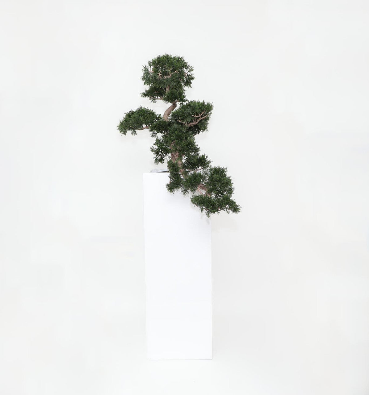 Cedar Bonsaï en Yang Fibre de Verre Pot