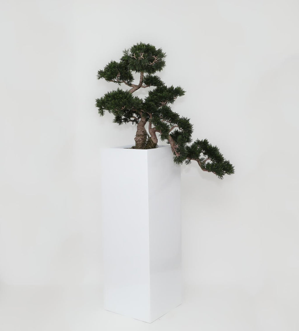 Cedar Bonsaï en Yang Fibre de Verre Pot