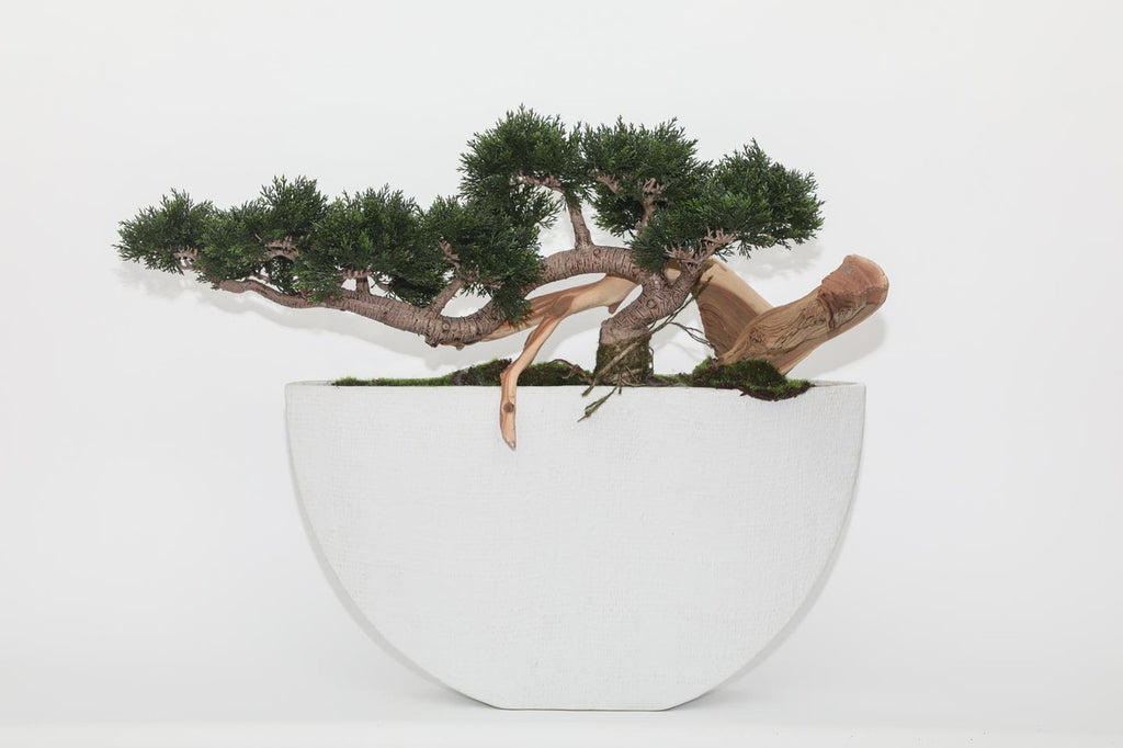 Trailing Cedar Bonsaï en Envelope Ceramic Vase