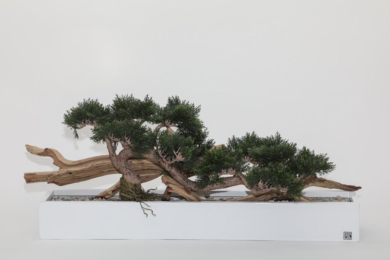 Trailing Cedar Bonsaï en Balcony Pot