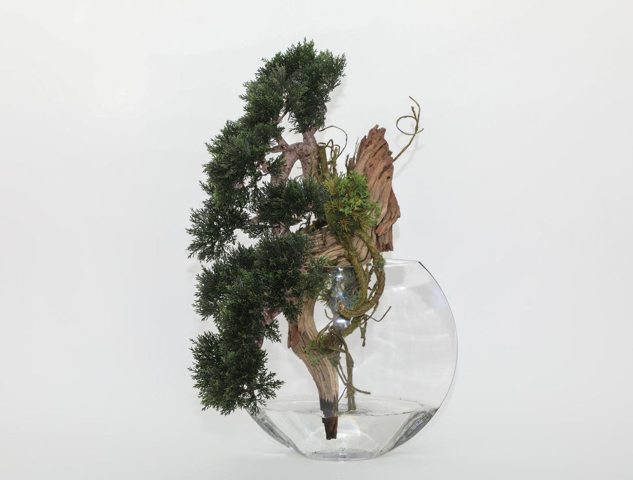 Trailing Cedar Bonsaï en Glass Vase Lune