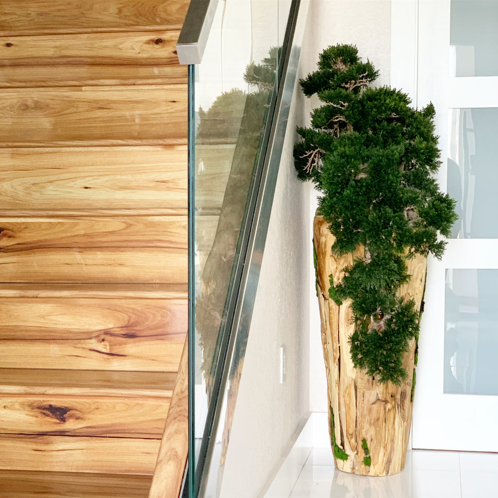 Grand Trailing Cedar Bonsaï sur One-de-A-Kind Teak Pot