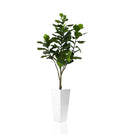Figuier Lyre Arbre avec Beau Blanc Brillant Fibre de Verre Pot