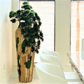 Très Grand Trailing Cedar Bonsaï sur One-de-A-Kind Teak Pot