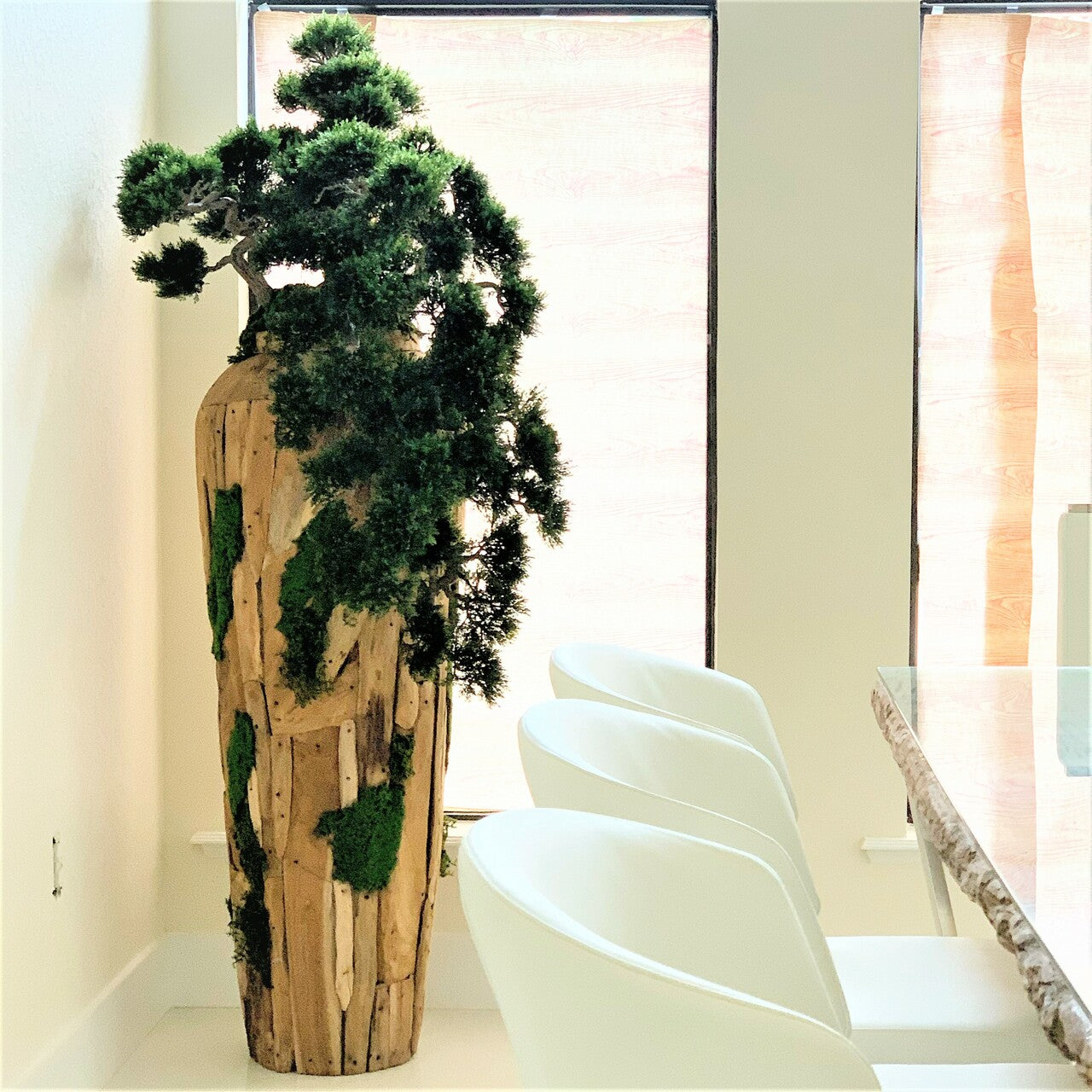 Très Grand Trailing Cedar Bonsaï sur One-de-A-Kind Teak Pot
