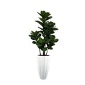 Blanc Brillant San Jose Pot avec Figuier Lyre Arbre