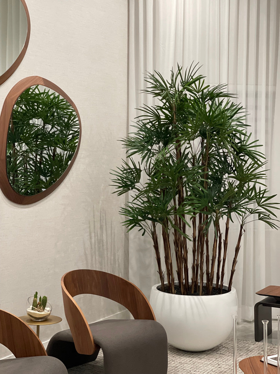 Blanc Terragona Pot avec Palmier Rhapis