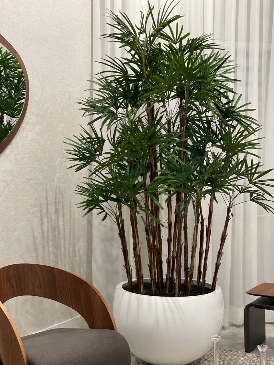 Blanc Terragona Pot avec Palmier Rhapis