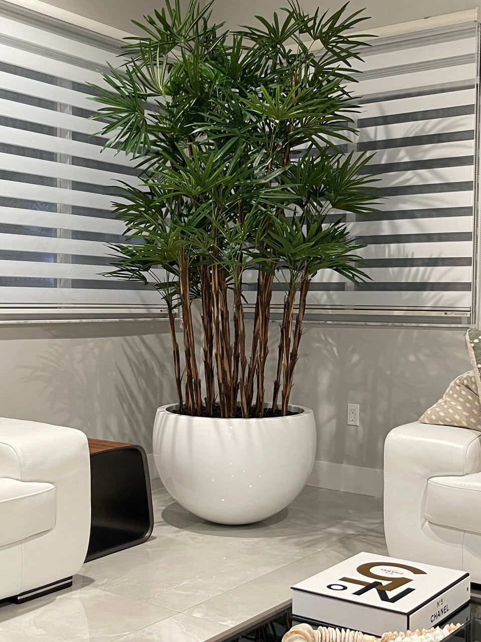 Blanc Terragona Pot avec Palmier Rhapis