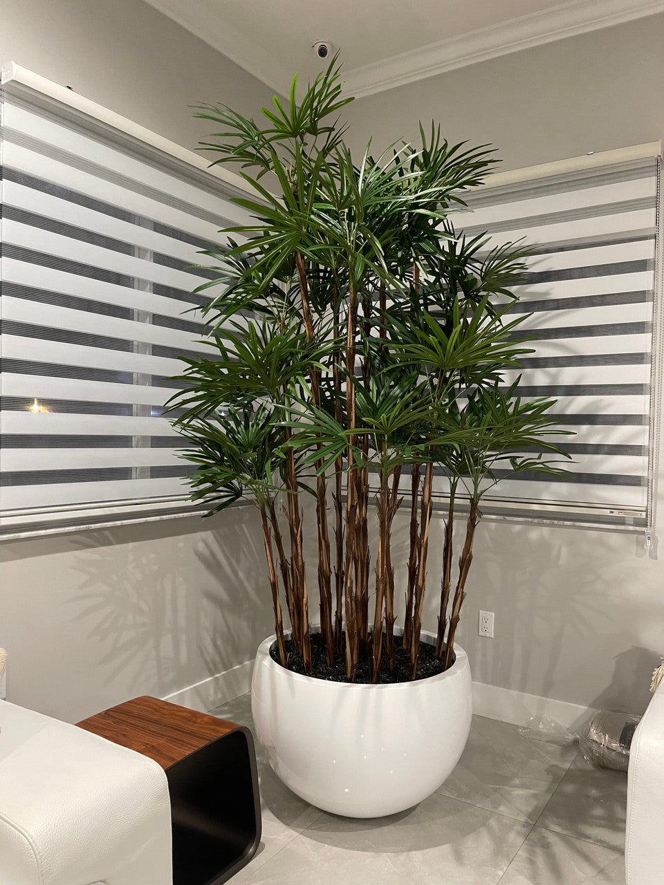 Blanc Terragona Pot avec Palmier Rhapis
